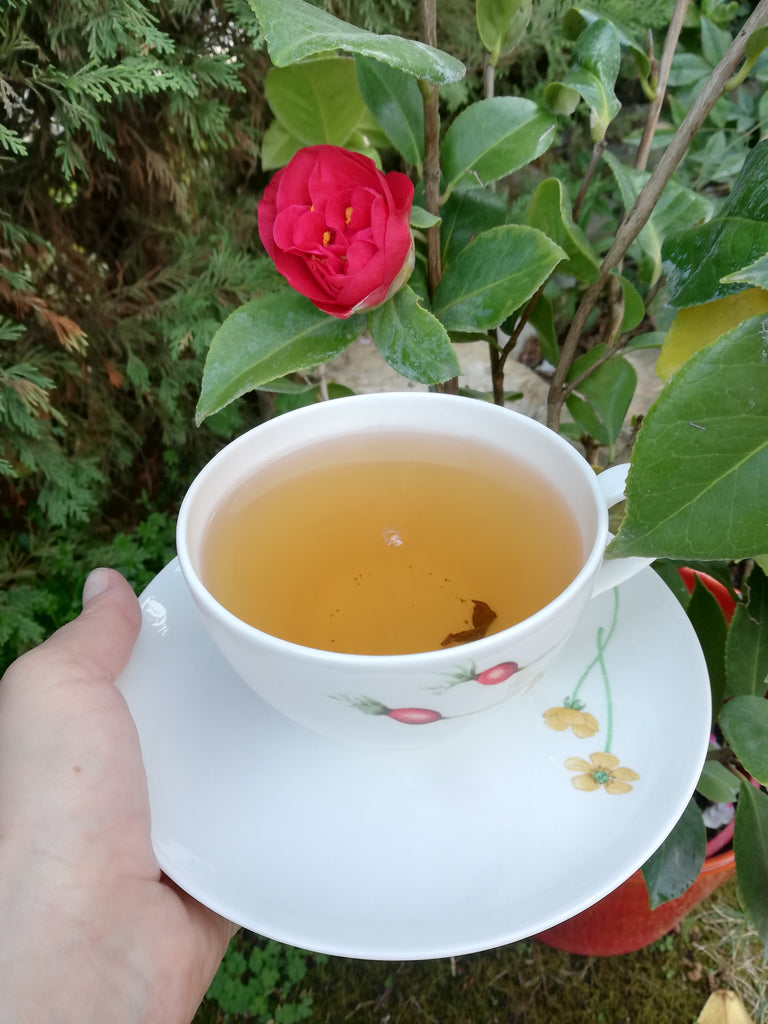 caffeine content in oolong tea